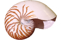 Photo of a shell